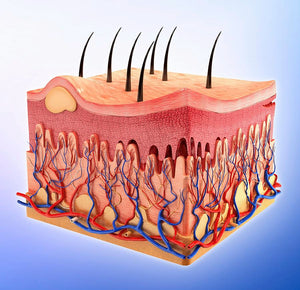CCBT ONLINE SKIN BIOLOGY COURSE