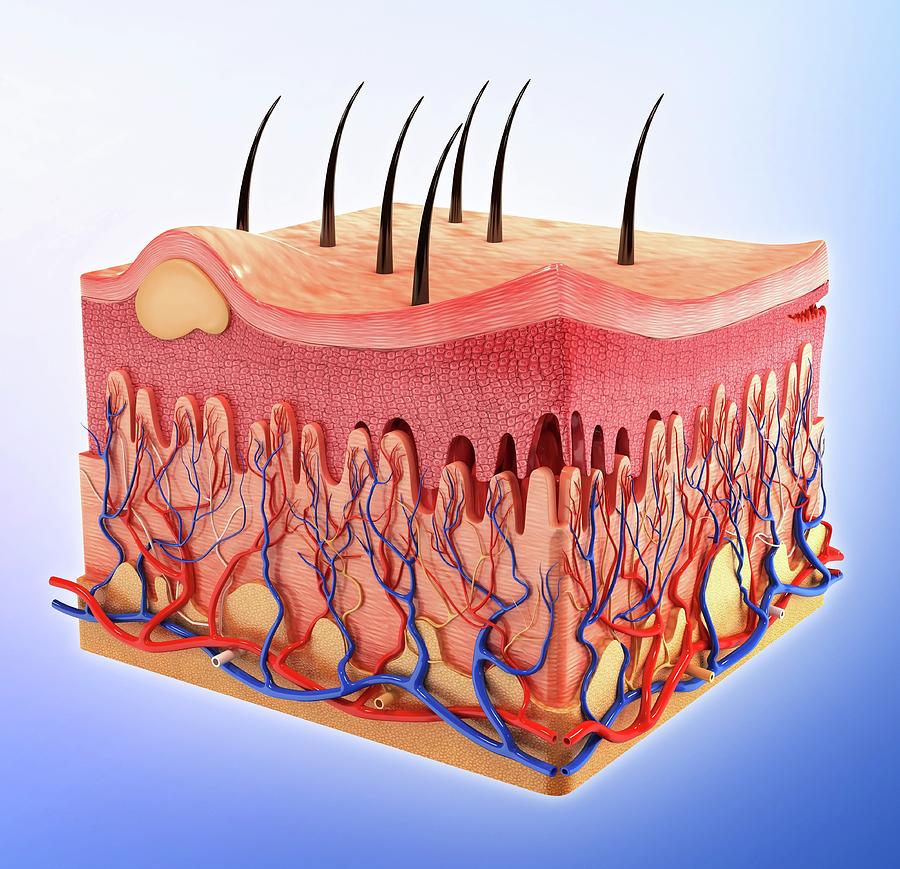 CCBT ONLINE SKIN BIOLOGY COURSE